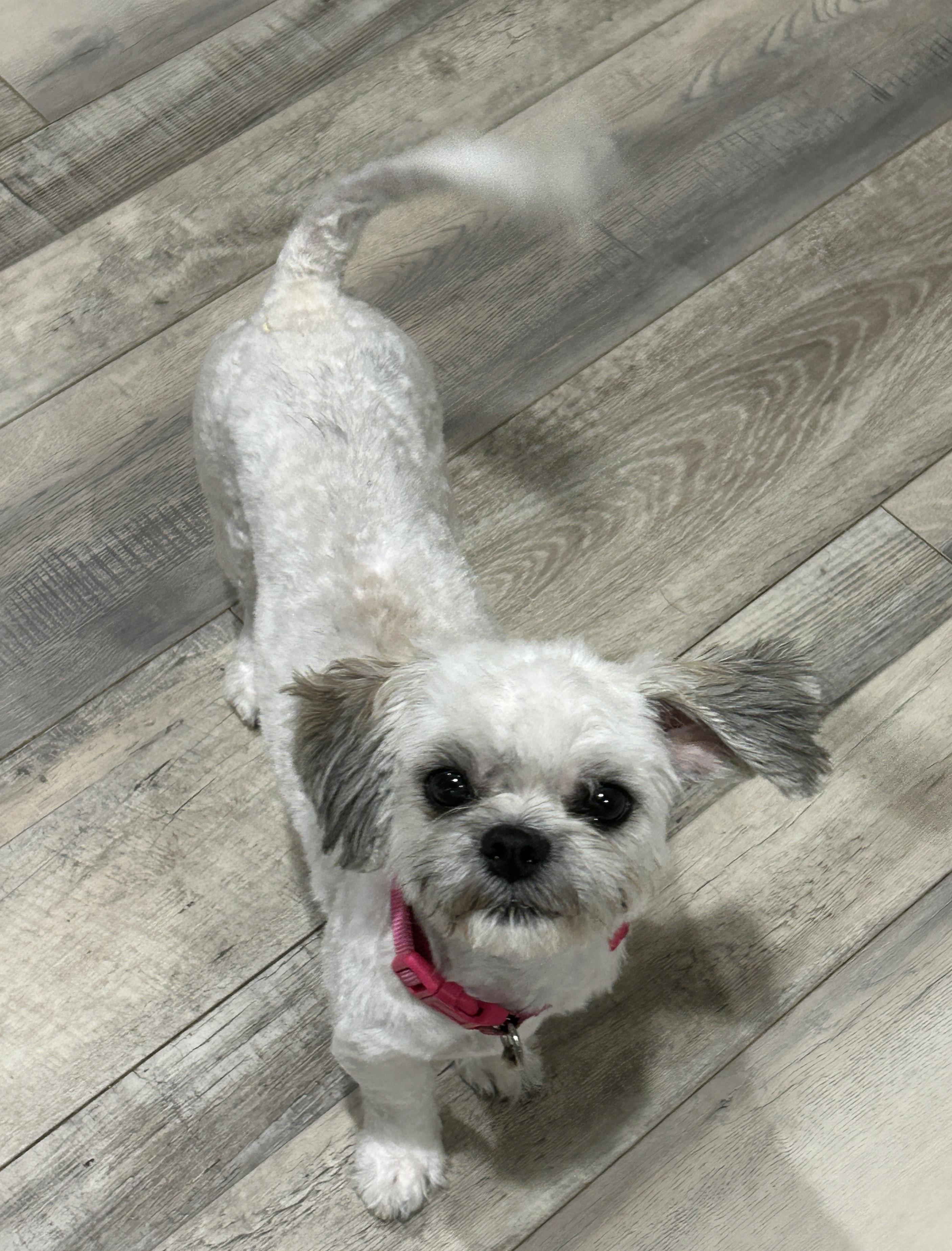 Luci Cottonball, Adopted, Young Female Shih Tzu.