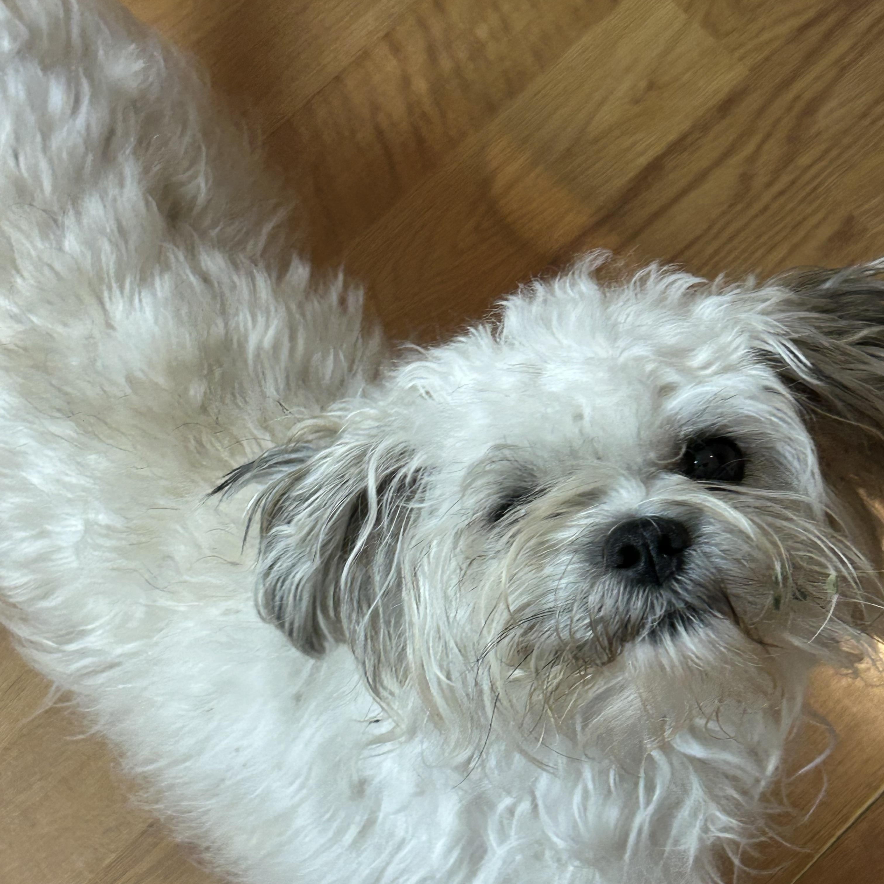 Enlarge Luci Cottonball, a Adopted mixed breed in Sarasota, FL image 4/5