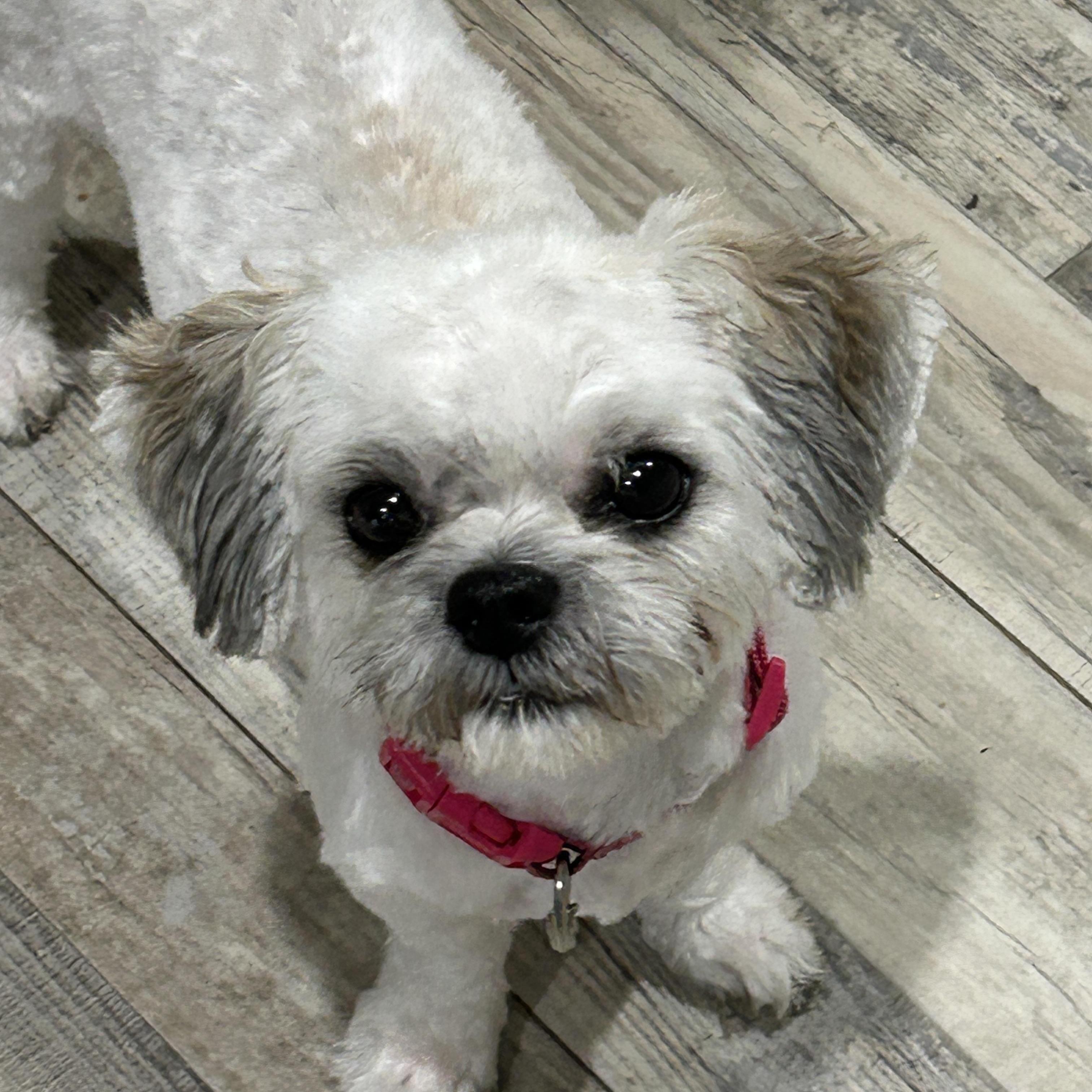 Enlarge Luci Cottonball, a Adopted mixed breed in Sarasota, FL image 2/5