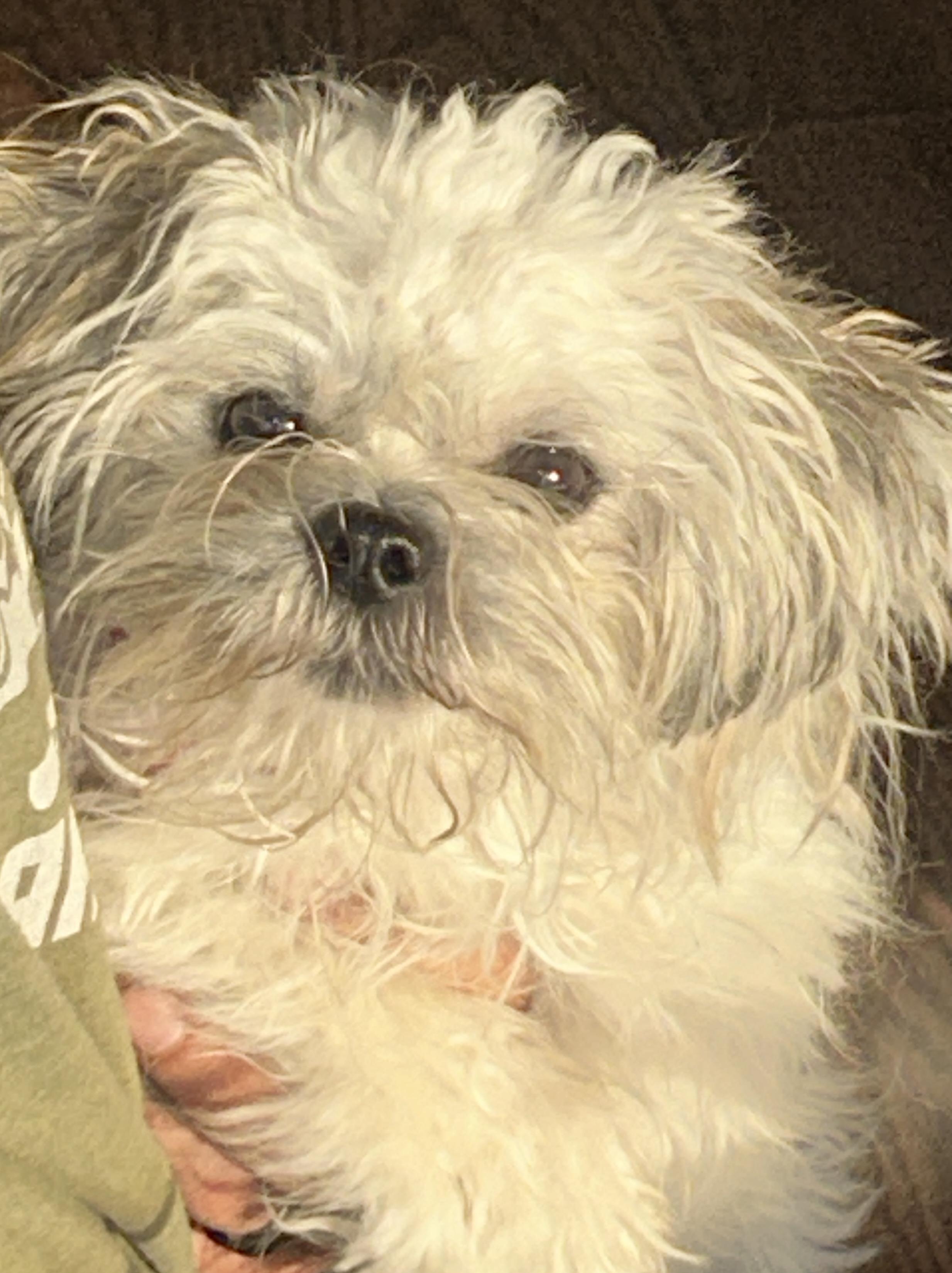 Enlarge Luci Cottonball, a Adopted mixed breed in Sarasota, FL image 5/5