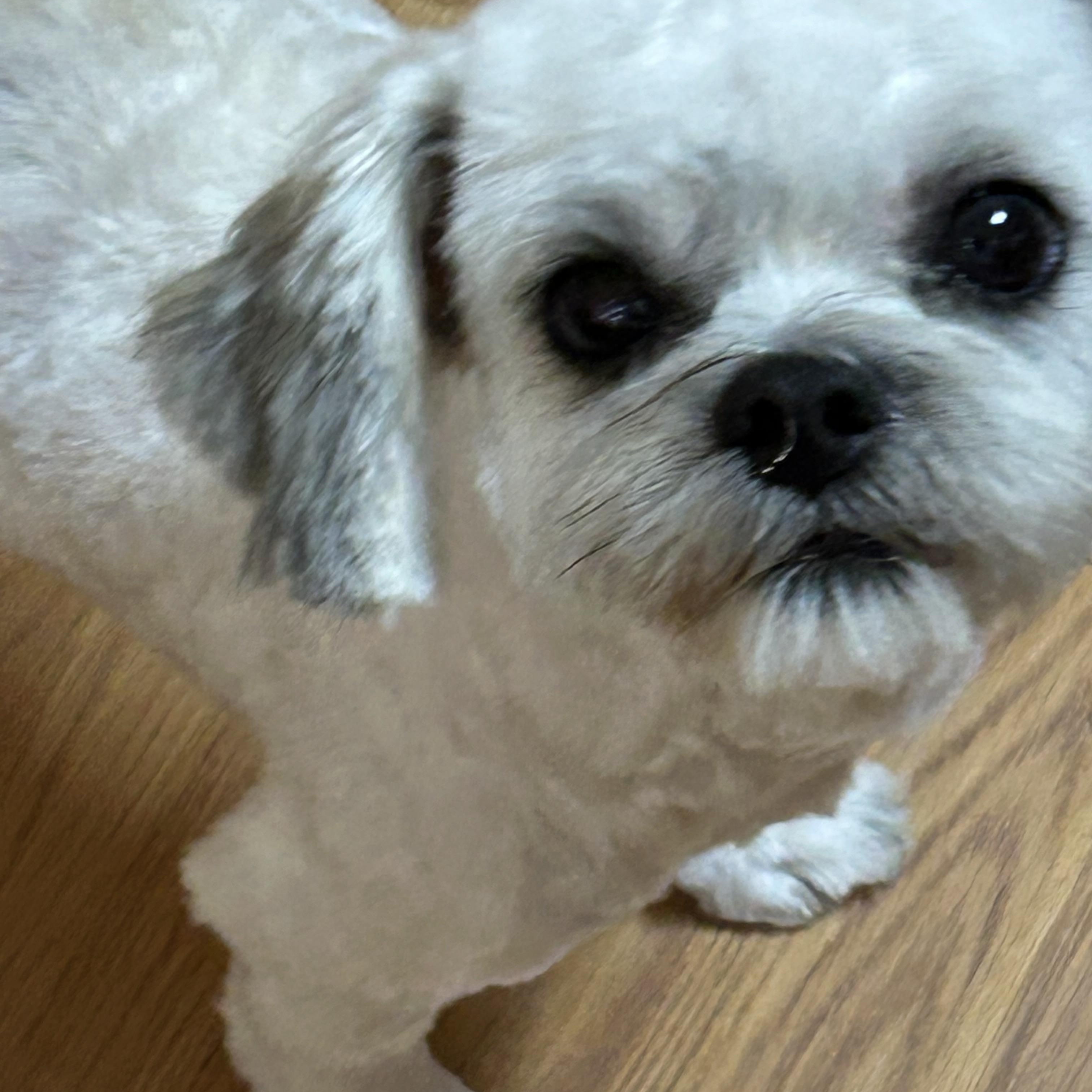 Enlarge Luci Cottonball, a Adopted mixed breed in Sarasota, FL image 3/5