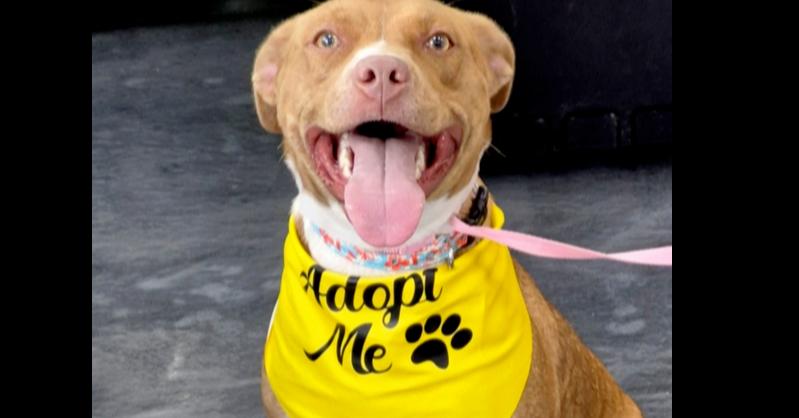 Enlarge CARLY, a Adoptable Staffordshire Bull Terrier in BALTIMORE, MD image 1/4