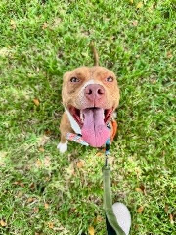 Enlarge CARLY, a Adoptable Staffordshire Bull Terrier in BALTIMORE, MD image 3/4