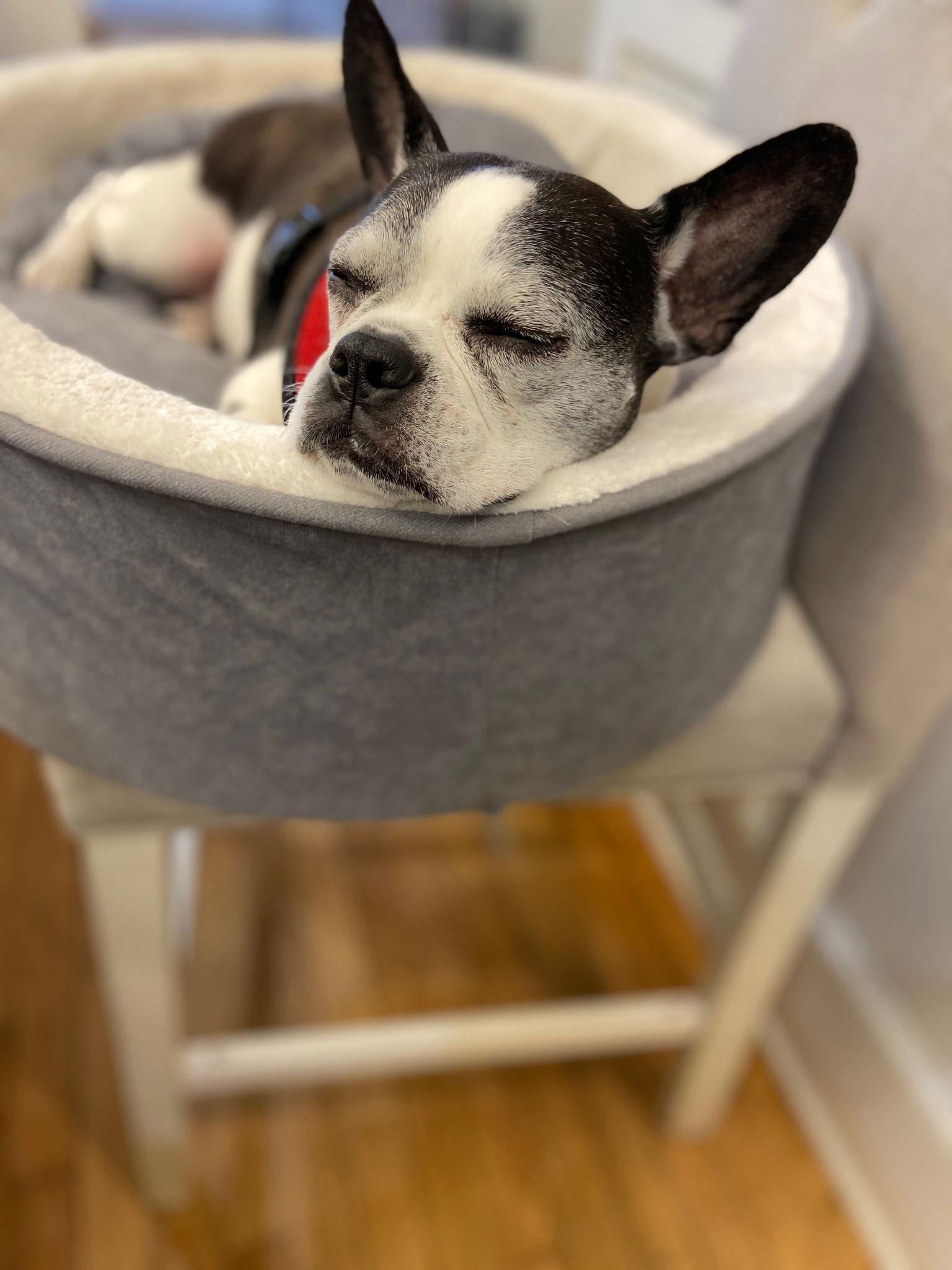 Tux- Loving senior!, Adoptable, Senior Male French Bulldog.