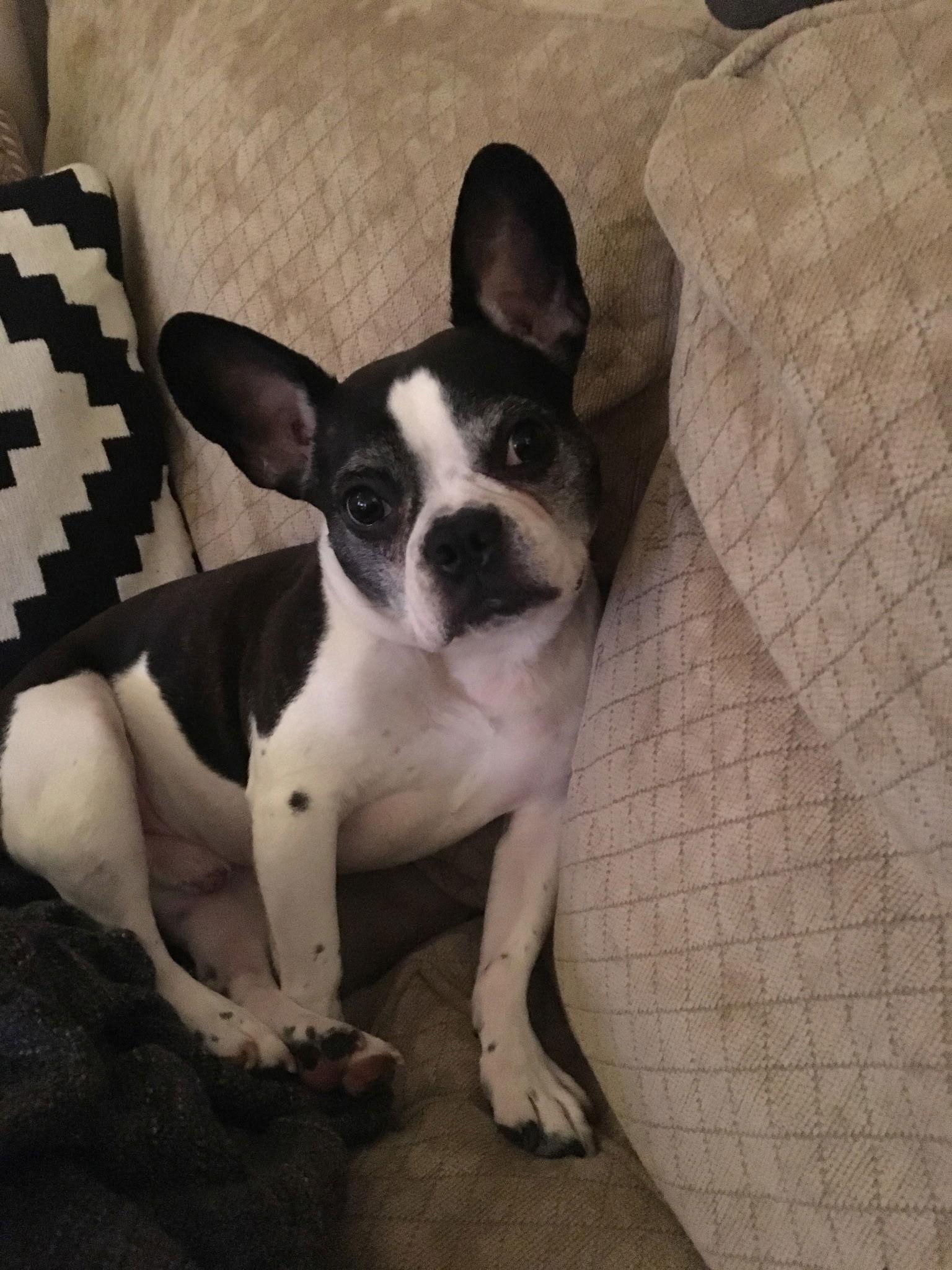 Enlarge Tux- Loving senior!, a Adoptable French Bulldog in Oakhurst, NJ image 2/3