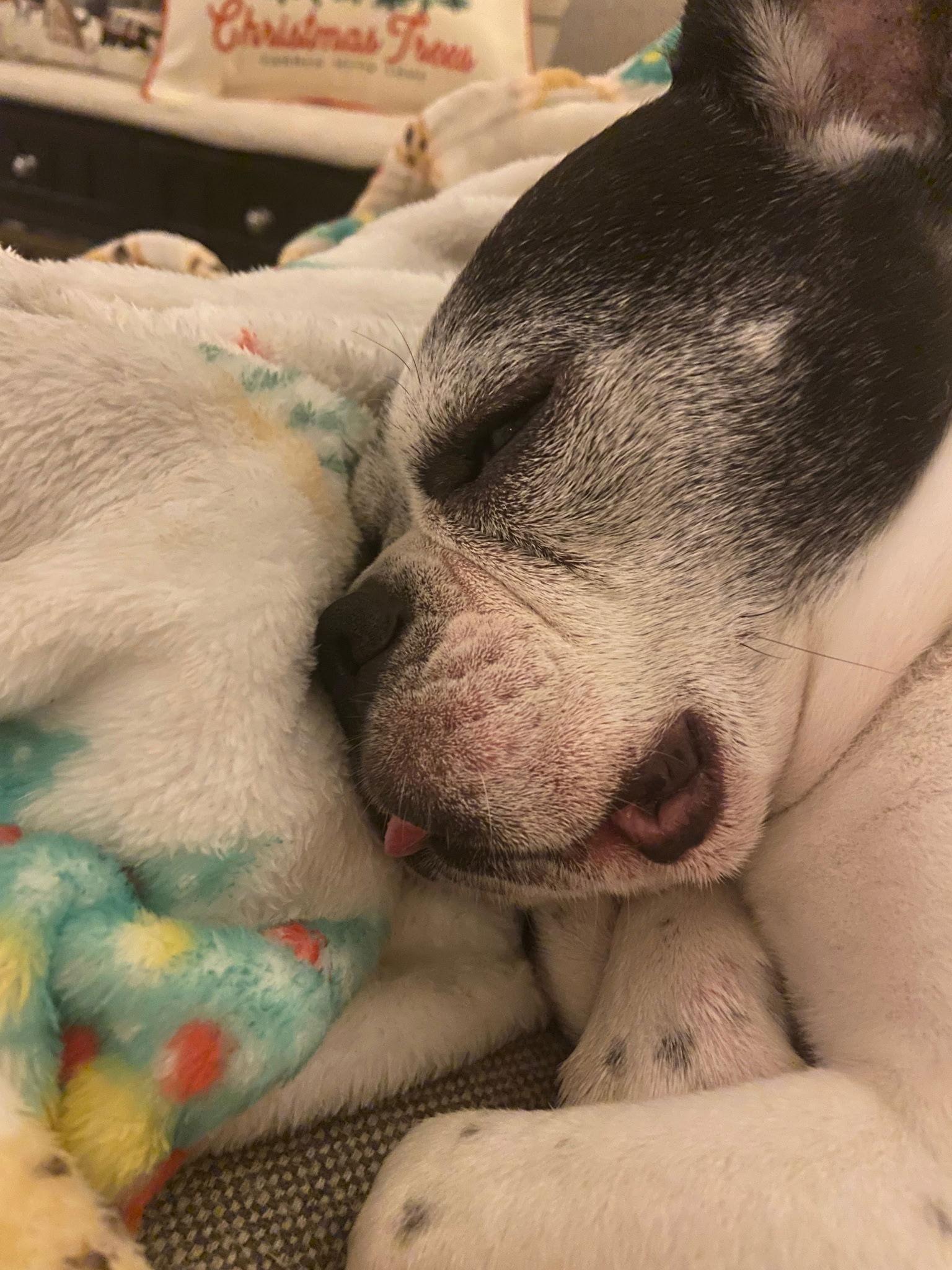 Enlarge Tux- Loving senior!, a Adoptable French Bulldog in Oakhurst, NJ image 3/3