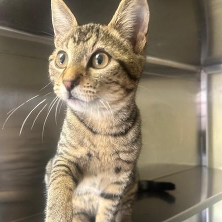 Cooper, adopted, Young Male Domestic Short Hair.
