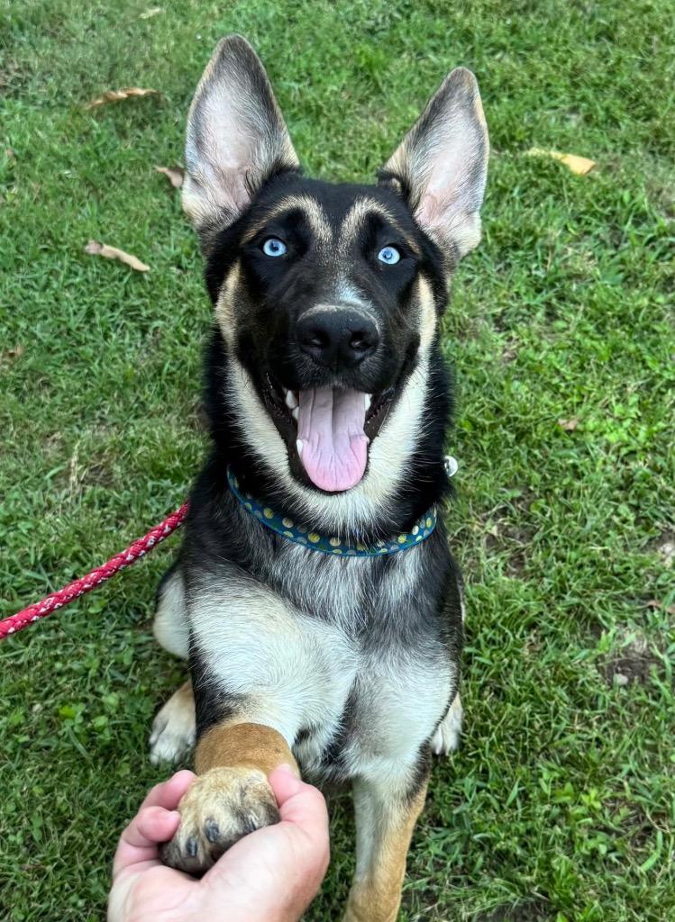 Zeus, Adoptable, Puppy Male German Shepherd Dog & Husky.
