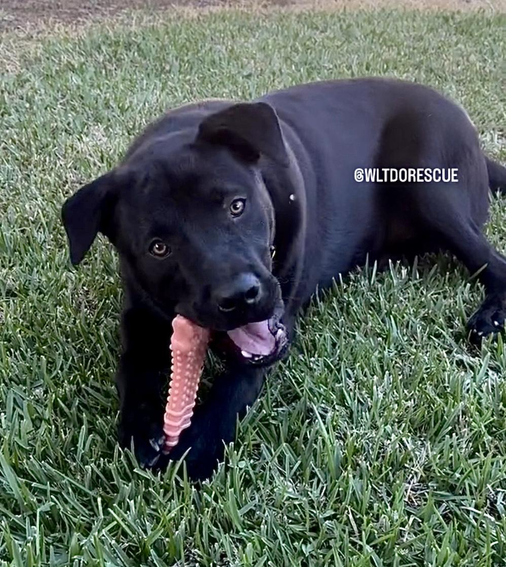 I need a foster or forever home