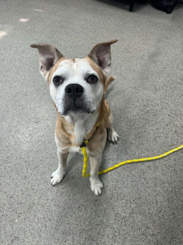 Enlarge Chef (26-149 D), a Adoptable mixed breed in Lansing, MI image 1/6
