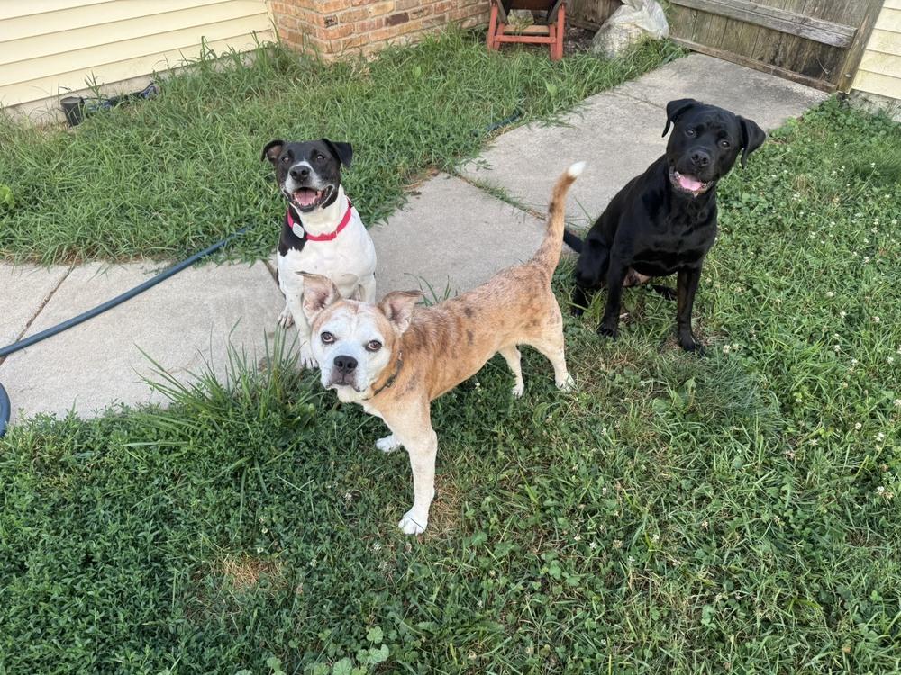 Enlarge Chef (26-149 D), a Adoptable mixed breed in Lansing, MI image 2/6