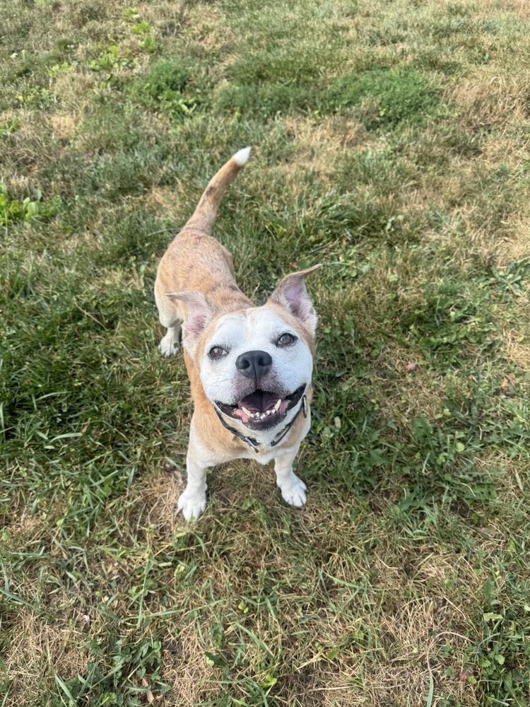 Enlarge Chef (26-149 D), a Adoptable mixed breed in Lansing, MI image 3/6