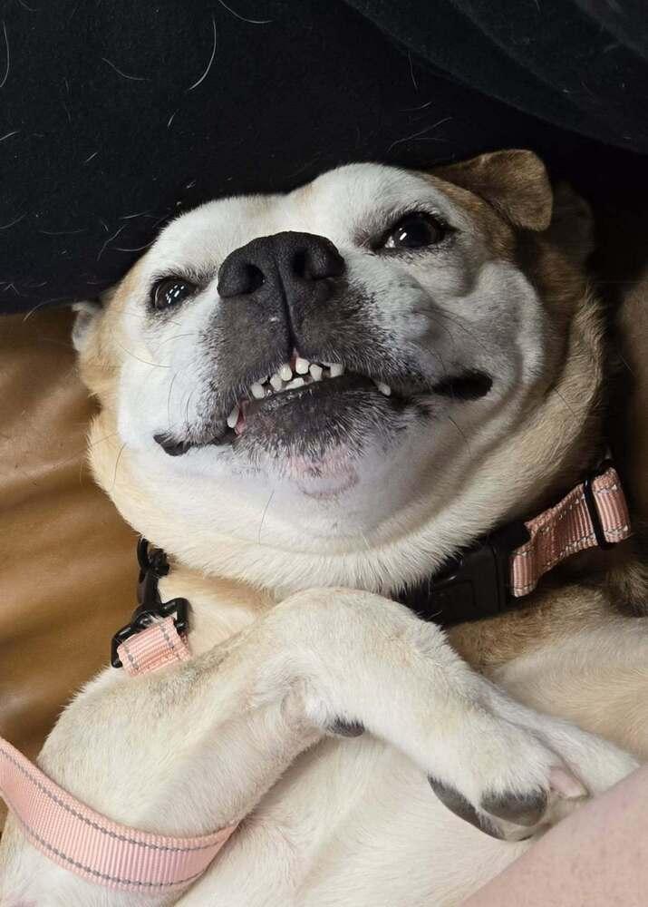 Enlarge Chef (26-149 D), a Adoptable mixed breed in Lansing, MI image 4/6