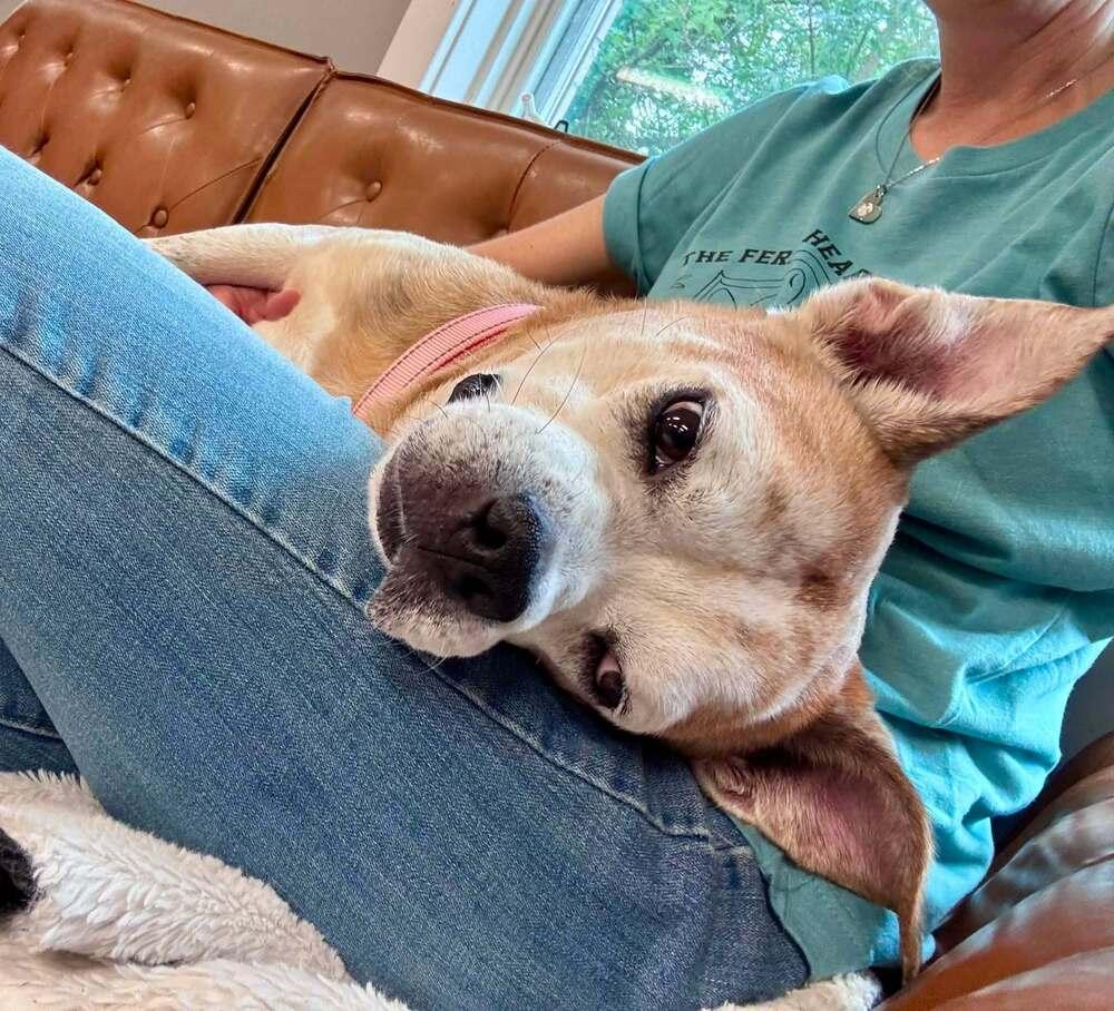 Enlarge Chef (26-149 D), a Adoptable mixed breed in Lansing, MI image 5/6