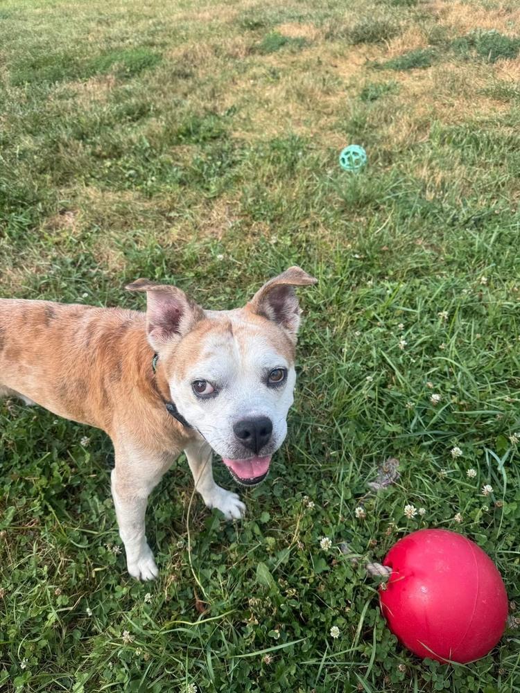 Enlarge Chef (26-149 D), a Adoptable mixed breed in Lansing, MI image 6/6