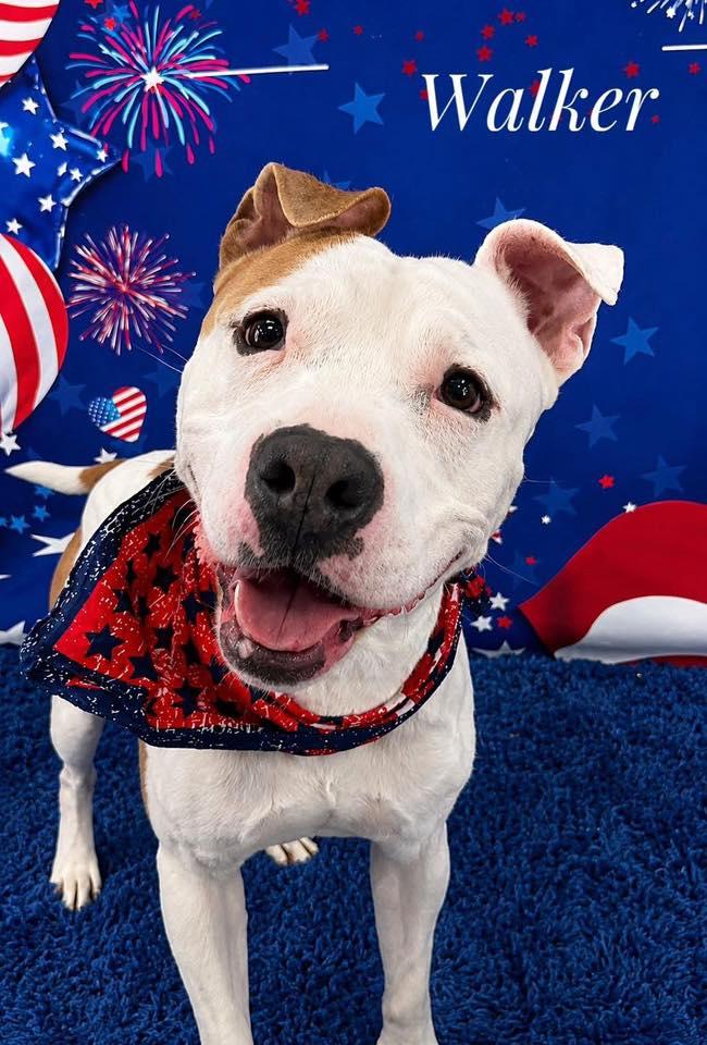 Walker, ADOPTABLE, Adult Male Mixed Breed.