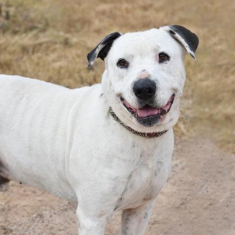 Enlarge Ghost, a Adoptable American Bulldog in Salem, VA image 1/5