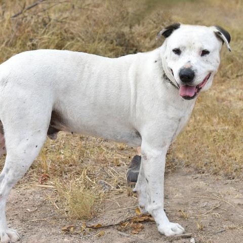Enlarge Ghost, a Adoptable American Bulldog in Salem, VA image 3/5