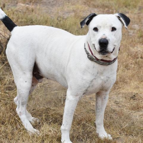 Enlarge Ghost, a Adoptable American Bulldog in Salem, VA image 5/5