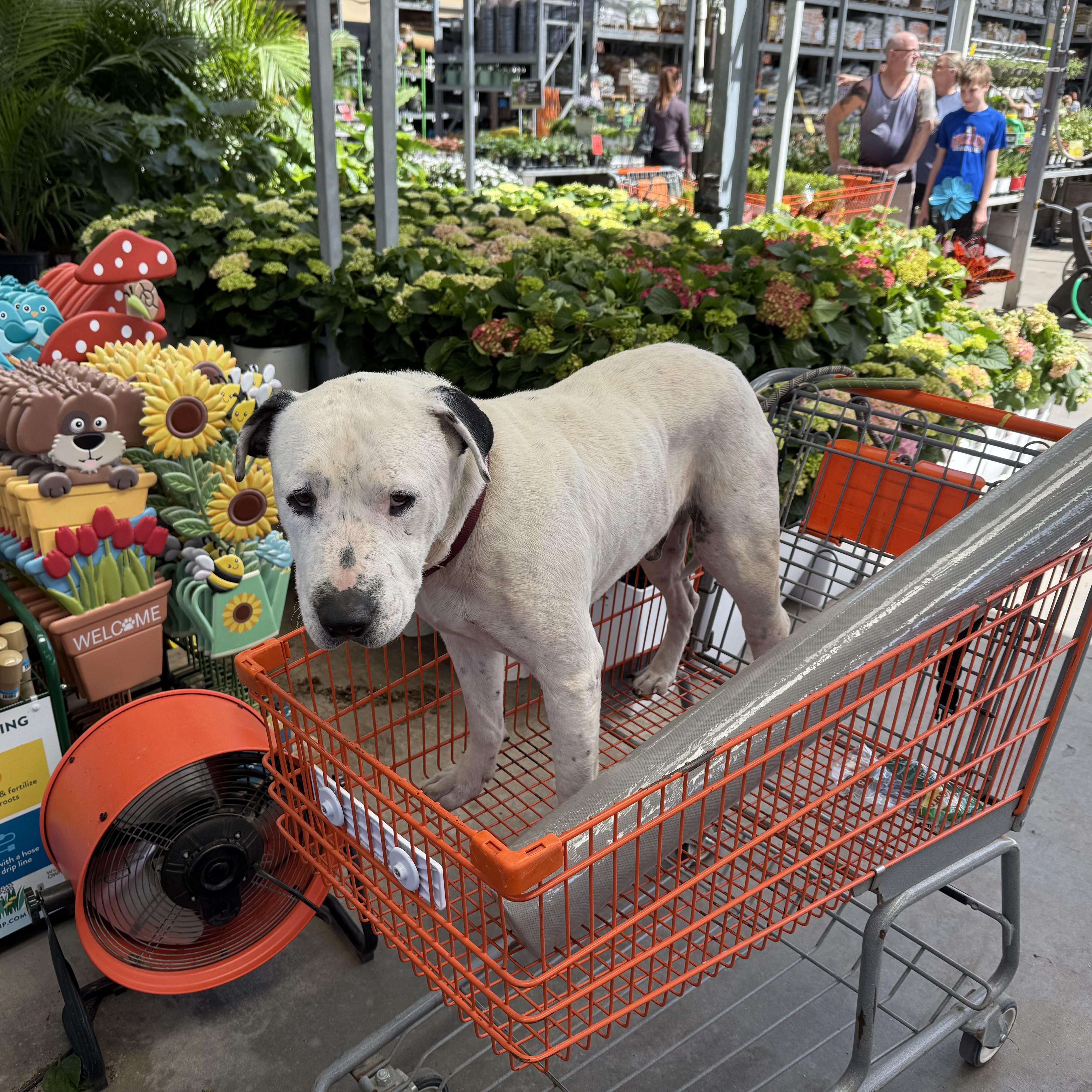 Enlarge Ghost, a Adoptable American Bulldog in Salem, VA image 4/5