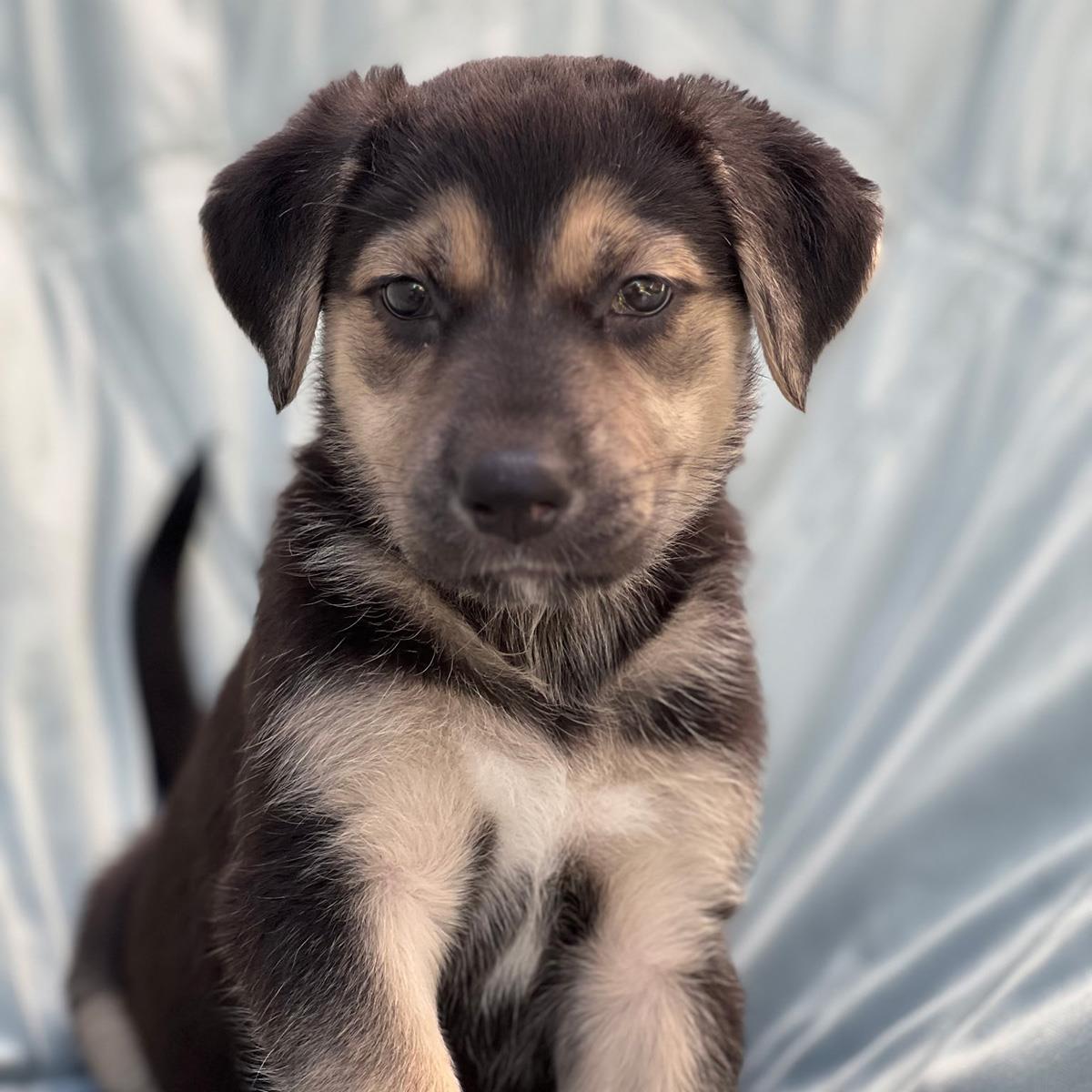 Chess Pup - Rook, Adoptable, Puppy Female Wire Fox Terrier & Shepherd.