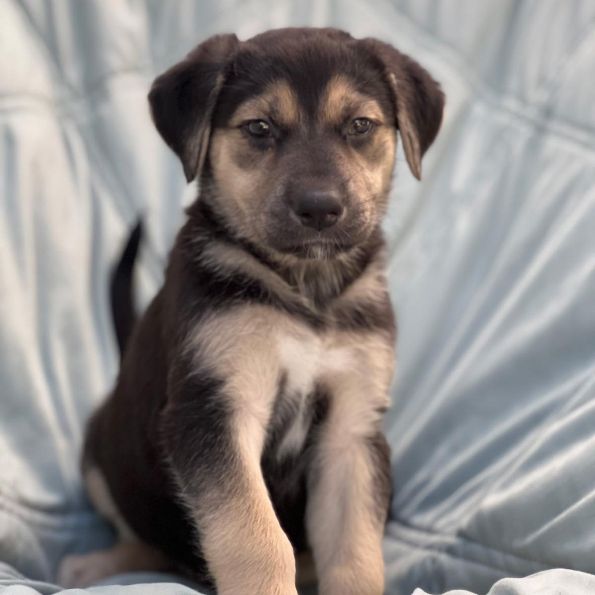 Enlarge Chess Pup - Rook, a Adoptable mixed breed in San Diego, CA image 2/3