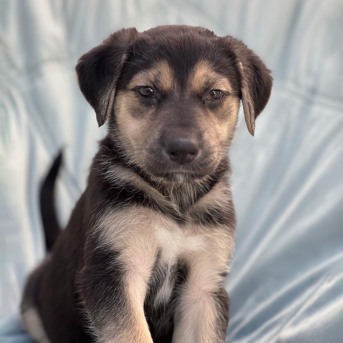 Enlarge Chess Pup - Rook, a Adoptable mixed breed in San Diego, CA image 3/3