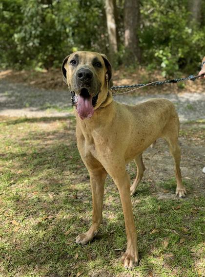 Ranger, Adoptable, Adult Male Great Dane & Mixed Breed.
