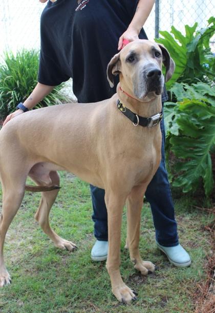 Ranger, a Adoptable mixed breed in Brunswick, GA image 2/3