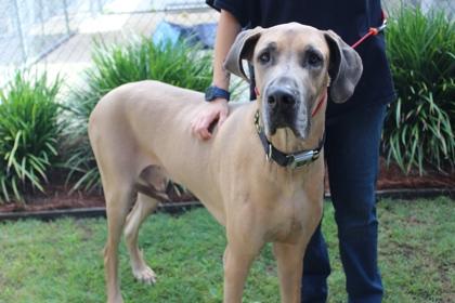 Ranger, a Adoptable mixed breed in Brunswick, GA image 3/3