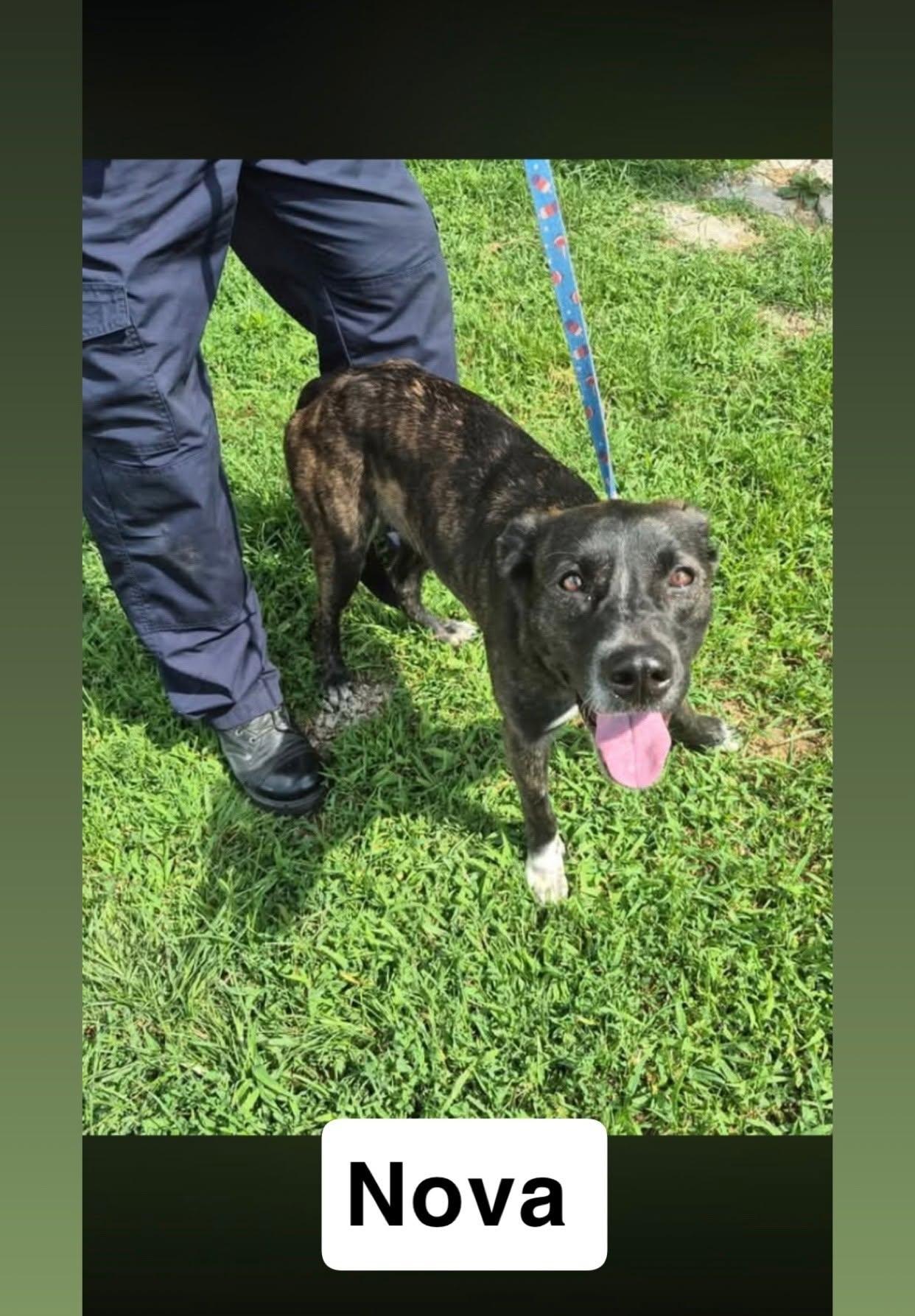 Enlarge Nova, a Adoptable mixed breed in Lexington, MO image 1/2