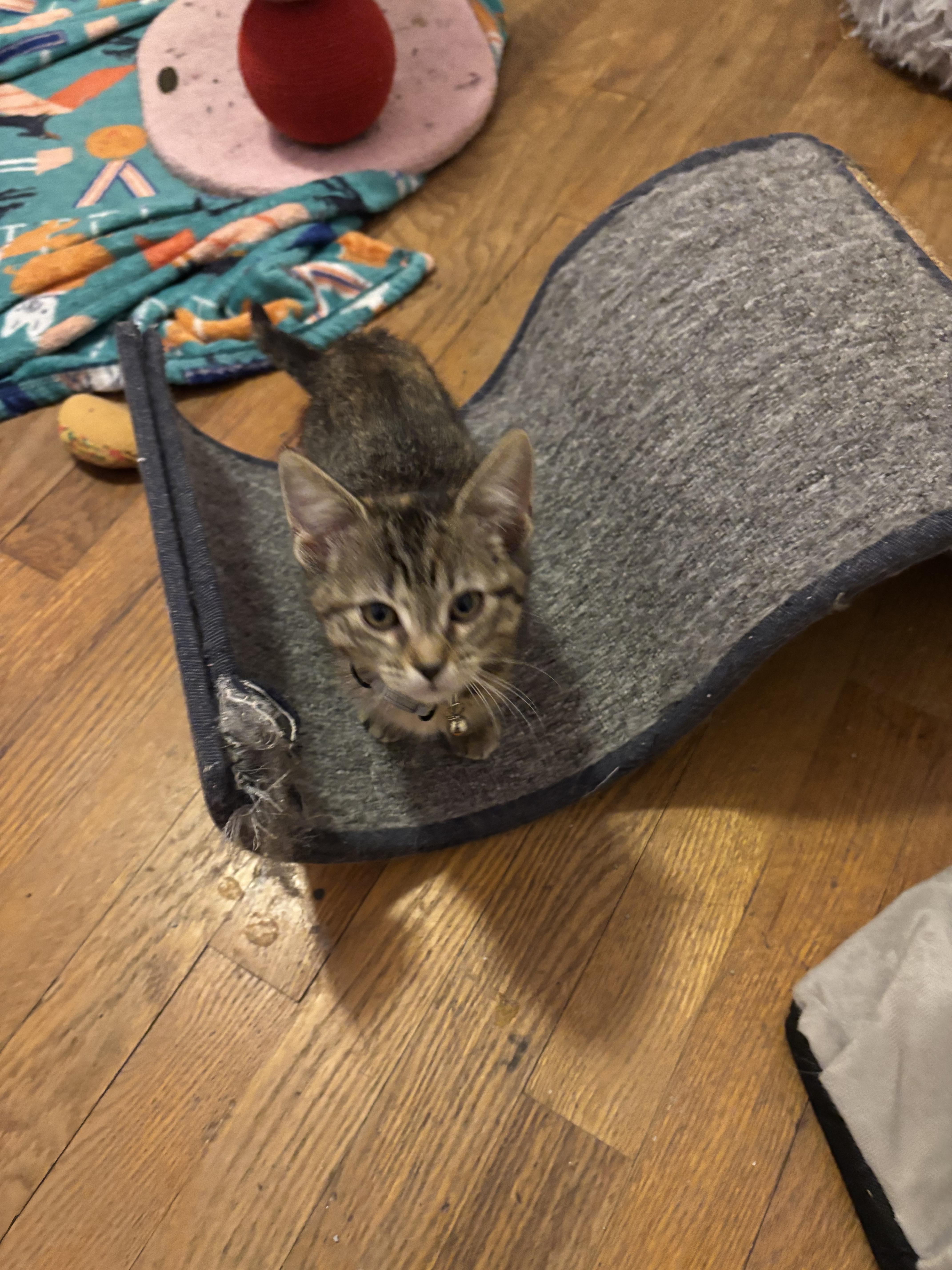 Celeste, Adopted, Young Female Domestic Short Hair.