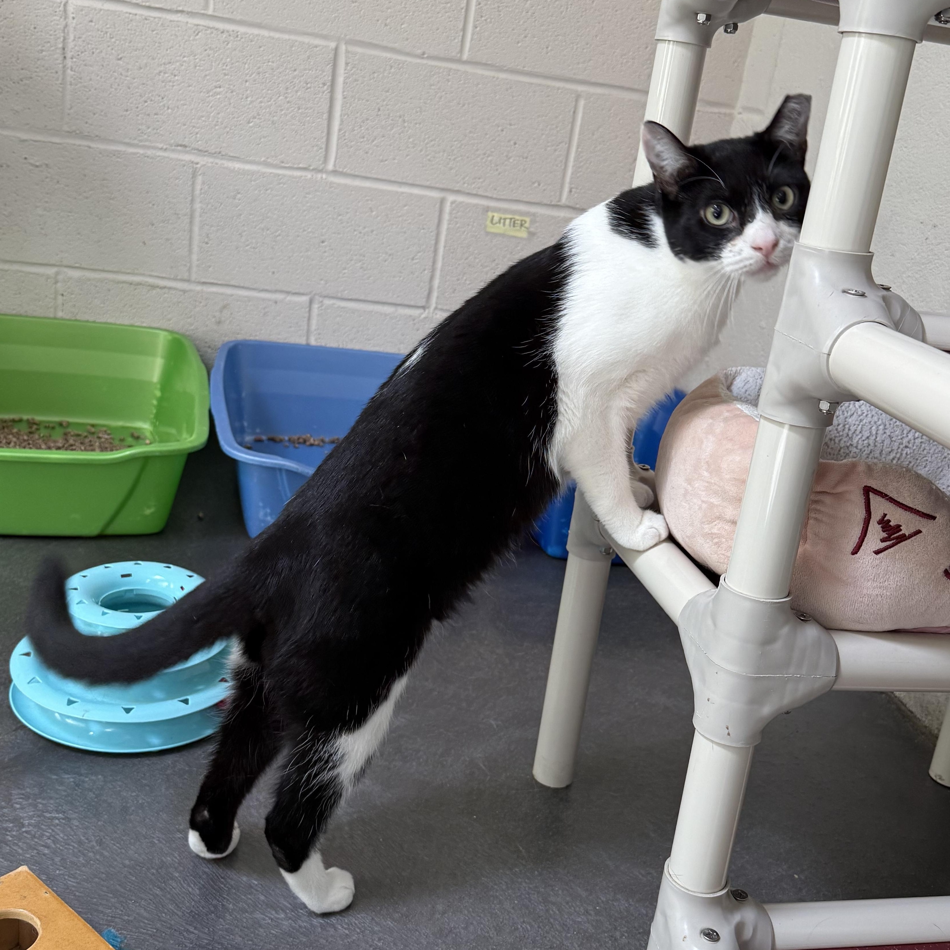 Sylvester photo 2