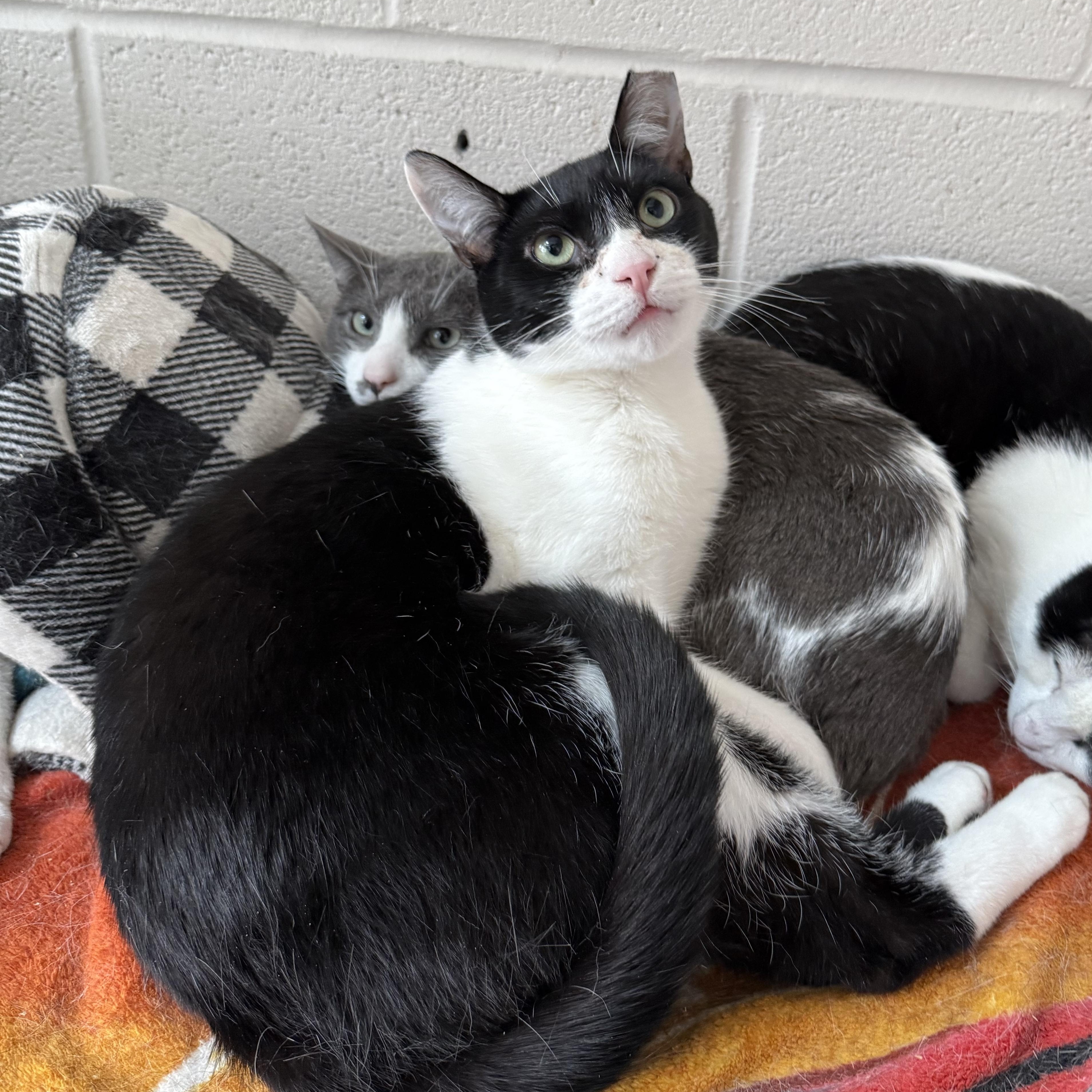 Sylvester photo 4