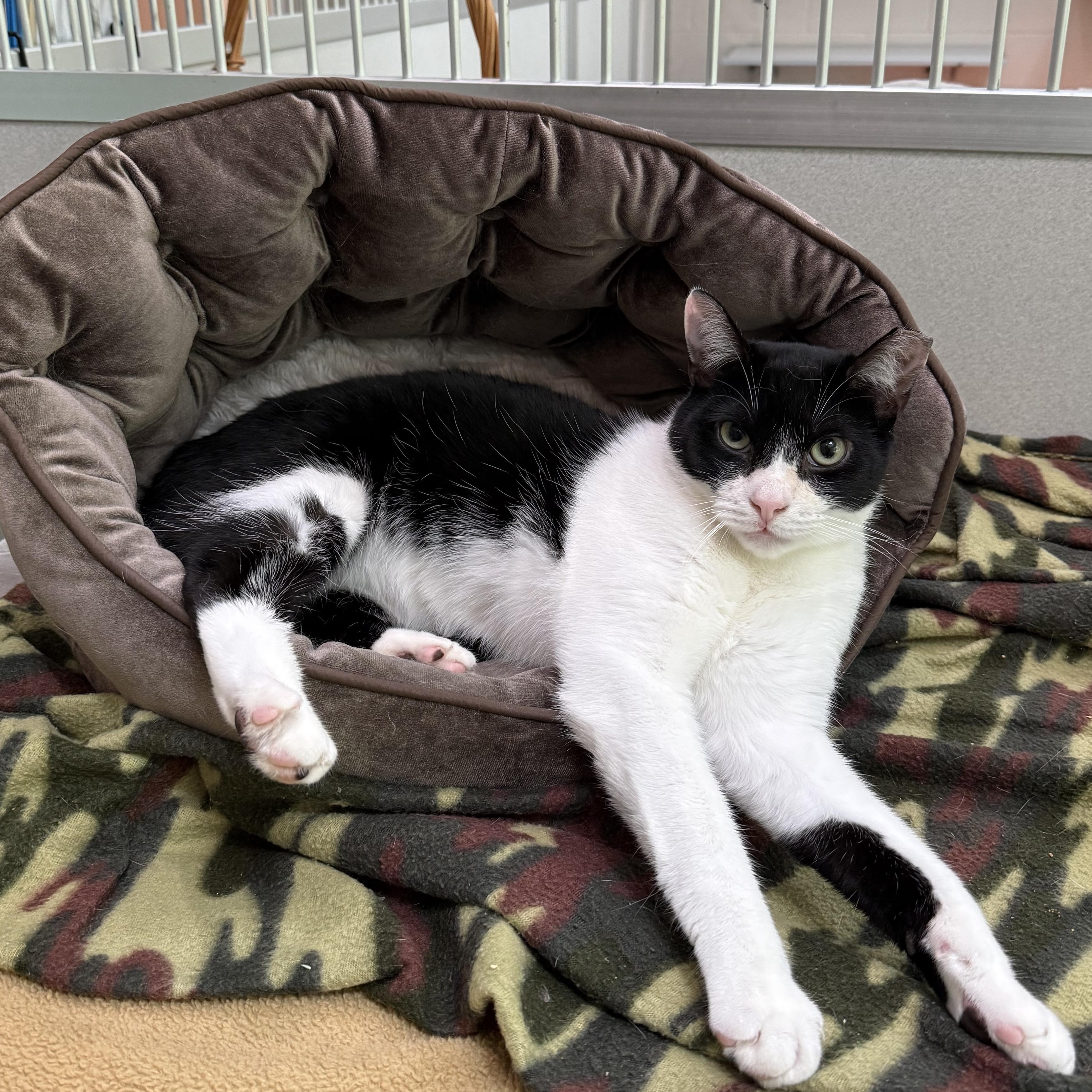 Sylvester photo 6