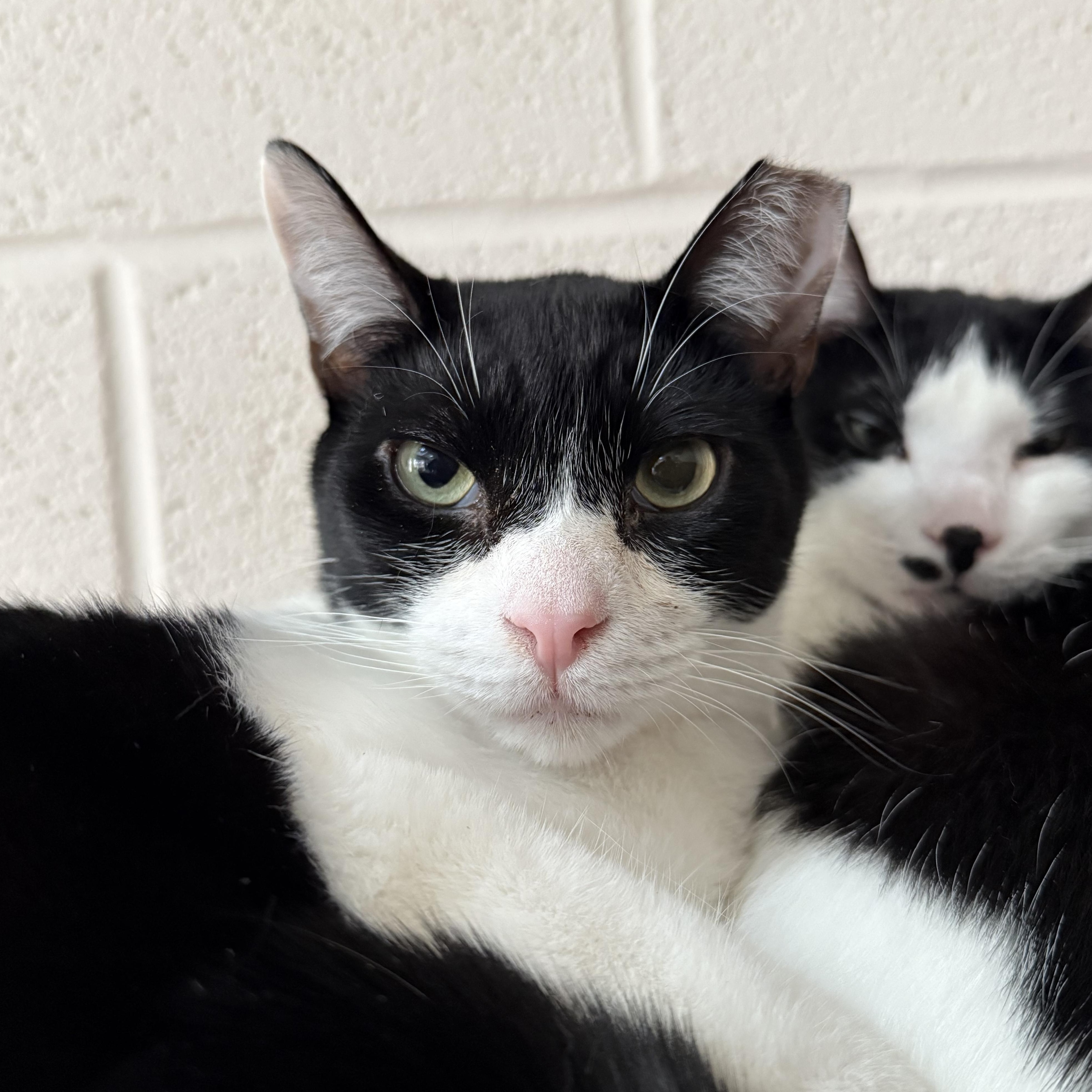 Sylvester, Adult Male Domestic Short Hair