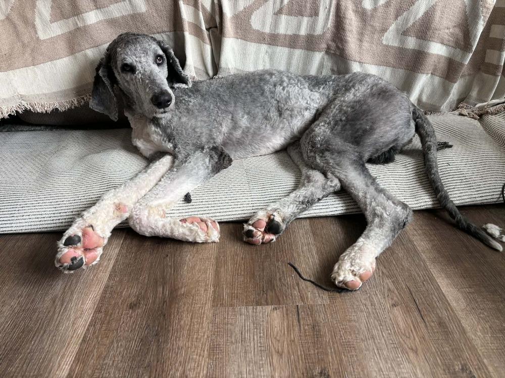Smokey Doodle, Adoptable, Adult Male Poodle & Shetland Sheepdog / Sheltie.