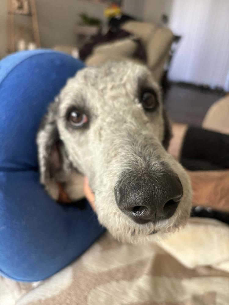 Enlarge Smokey Doodle, a Adoptable mixed breed in Peoria, IL image 2/5