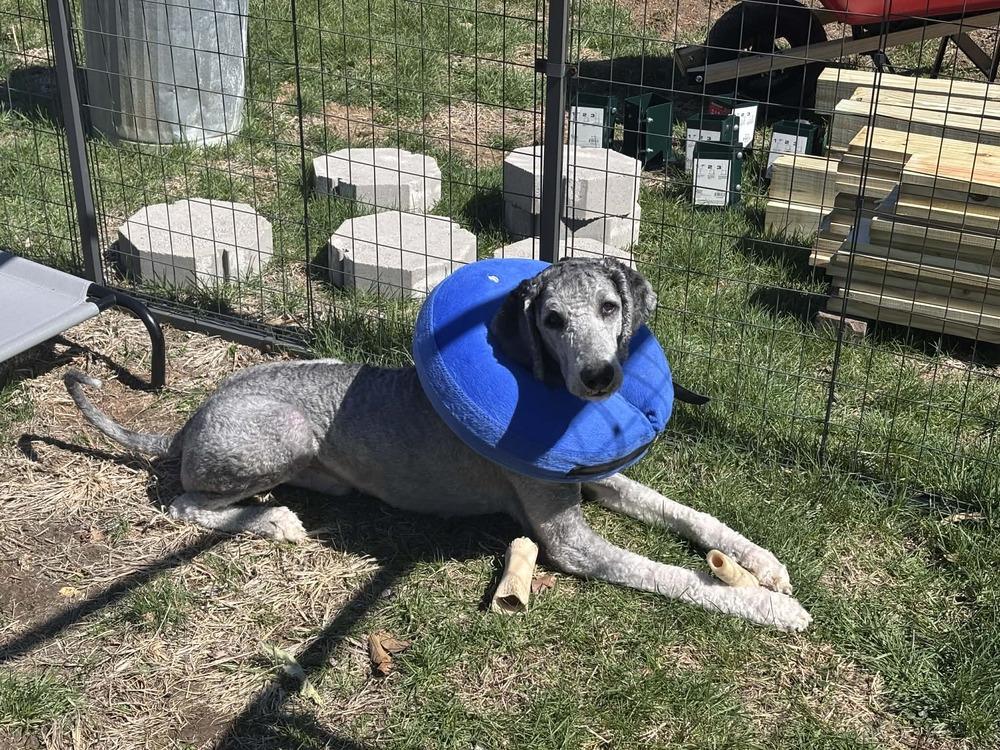 Enlarge Smokey Doodle, a Adoptable mixed breed in Peoria, IL image 3/5