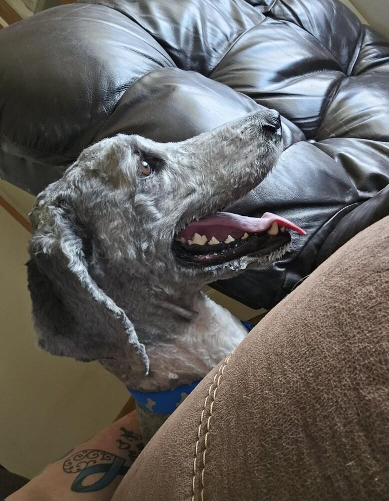 Enlarge Smokey Doodle, a Adoptable mixed breed in Peoria, IL image 4/5