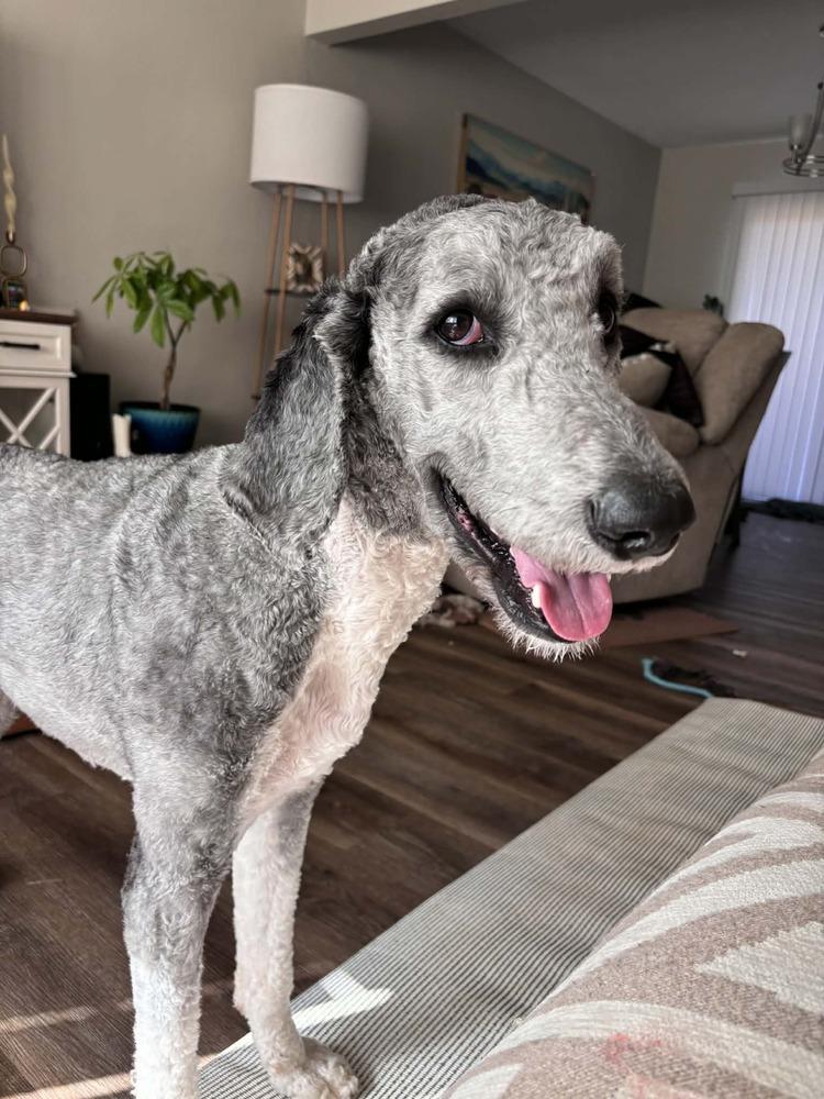 Enlarge Smokey Doodle, a Adoptable mixed breed in Peoria, IL image 5/5