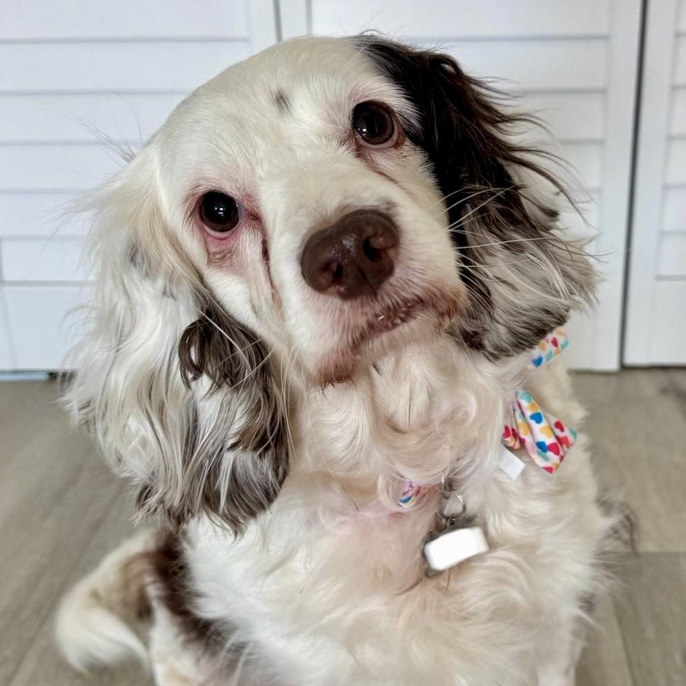 Muffin, a Adoptable mixed breed in South San Francisco, CA image 4/6