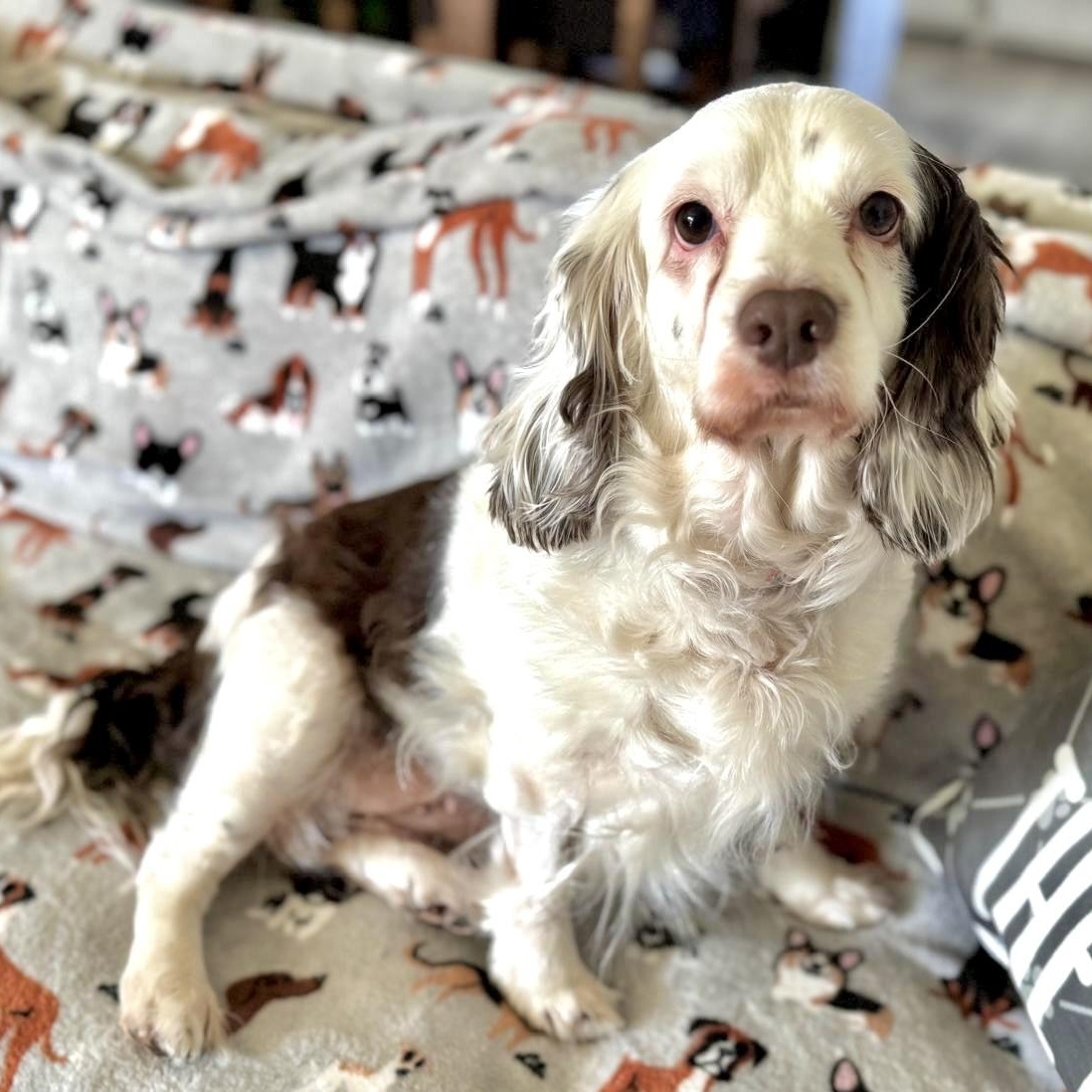 Muffin, a Adoptable mixed breed in South San Francisco, CA image 2/6