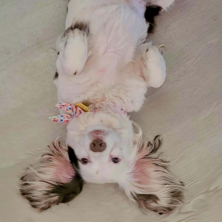 Muffin, a Adoptable mixed breed in South San Francisco, CA image 5/6