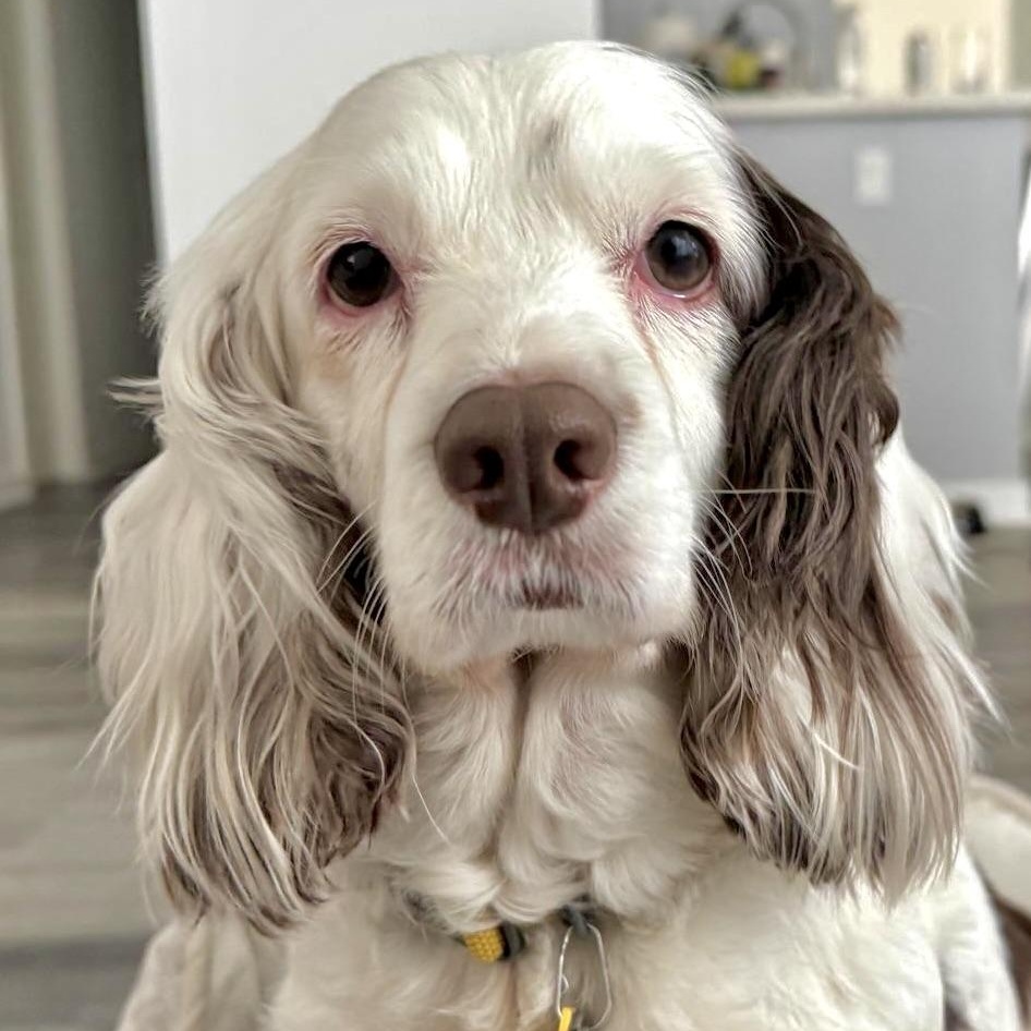 Muffin, Adoptable, Adult Female Cocker Spaniel.
