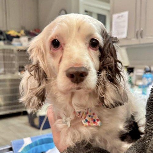 Muffin, a Adoptable mixed breed in South San Francisco, CA image 3/6