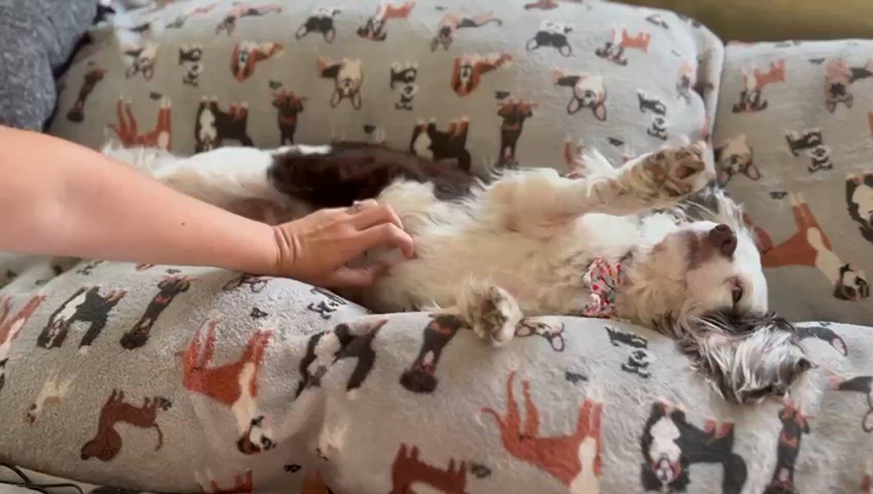 Enlarge Muffin, a Adoptable mixed breed in South San Francisco, CA video 6/6