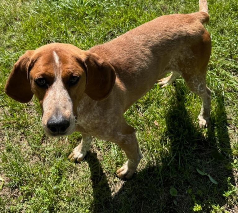 Enlarge Flash, a Adopted Coonhound in Fleetwood, PA image 1/1