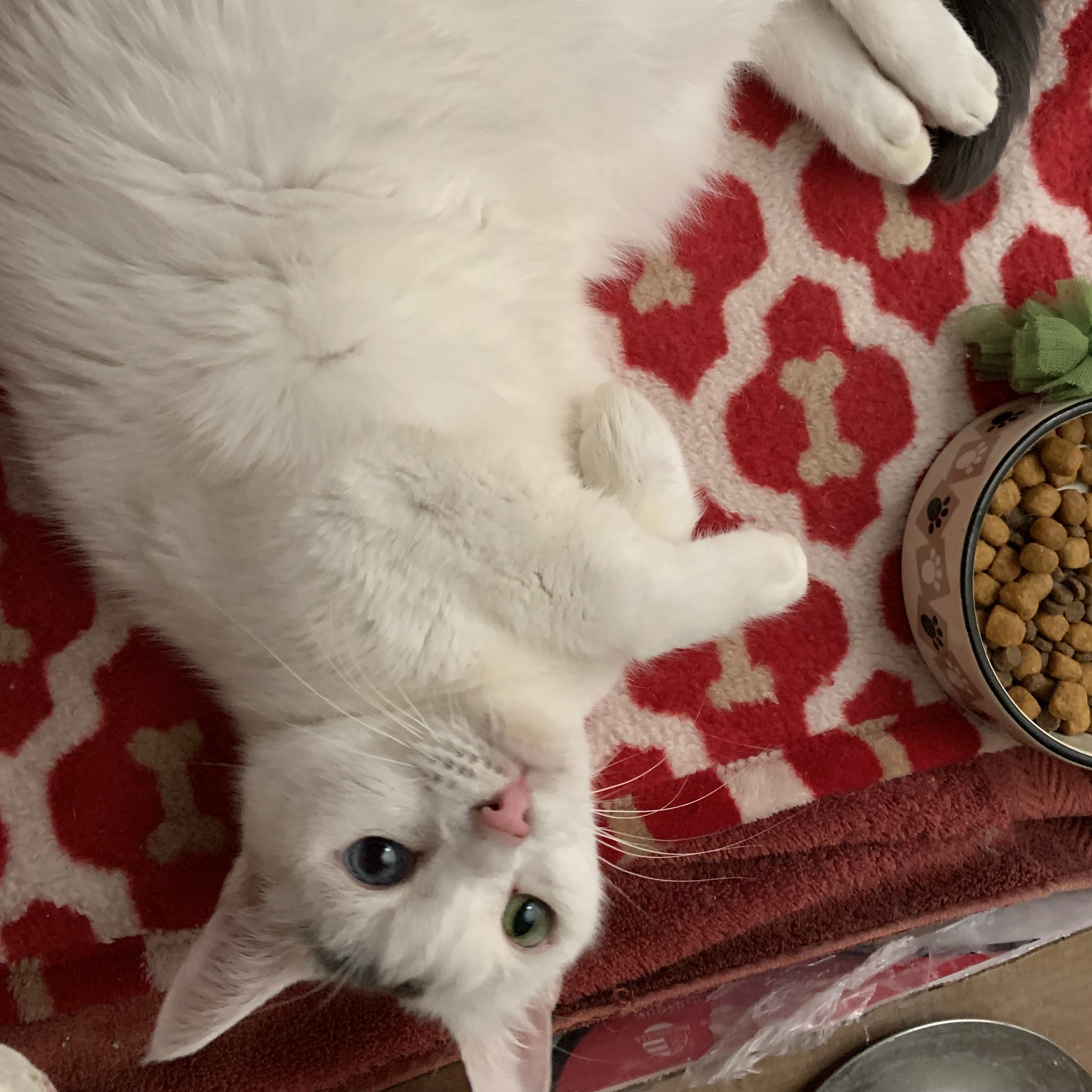 Blue & green eyes Laredo