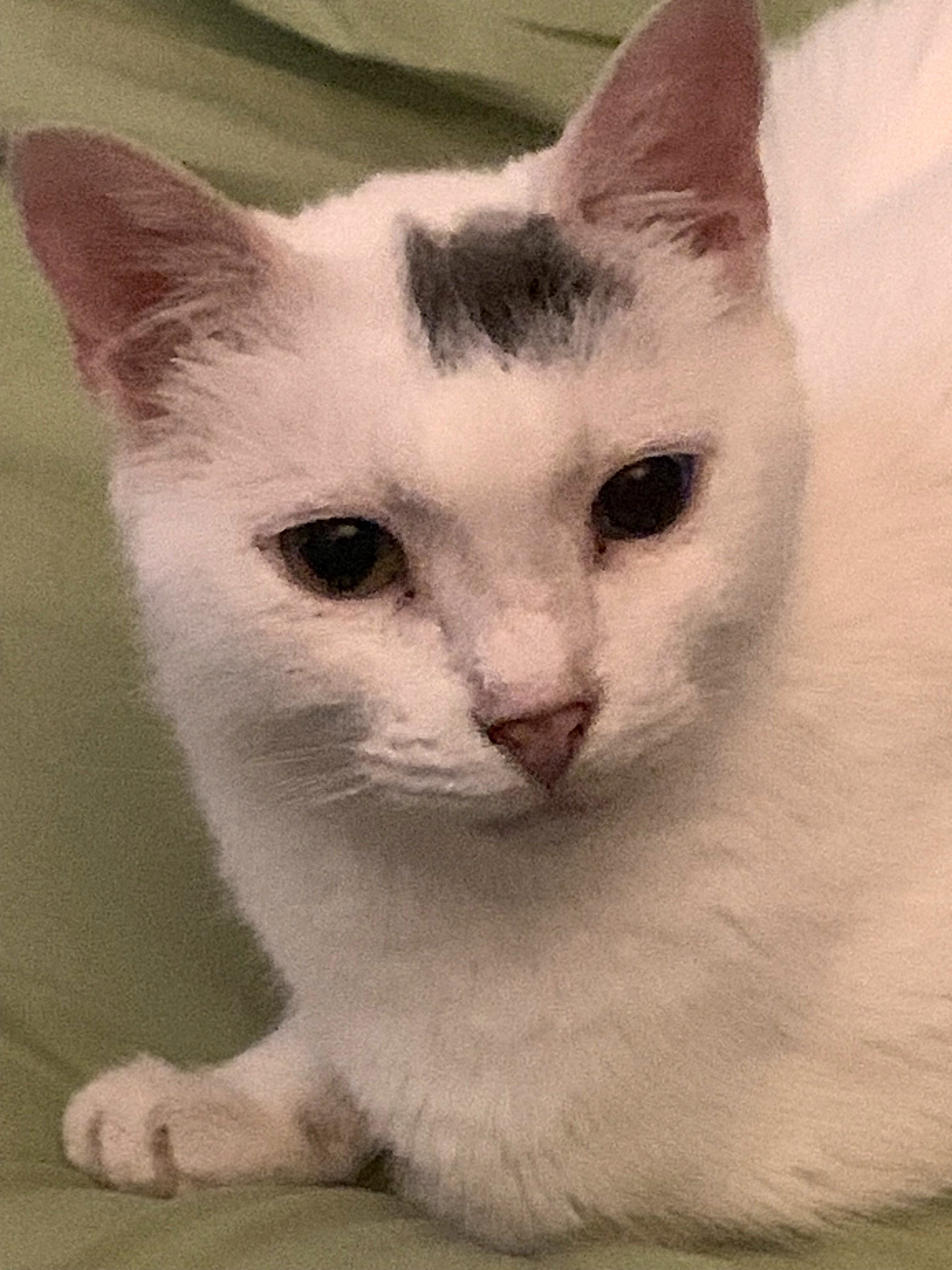 Blue & green eyes Laredo, Adoptable, Senior Male Domestic Short Hair.